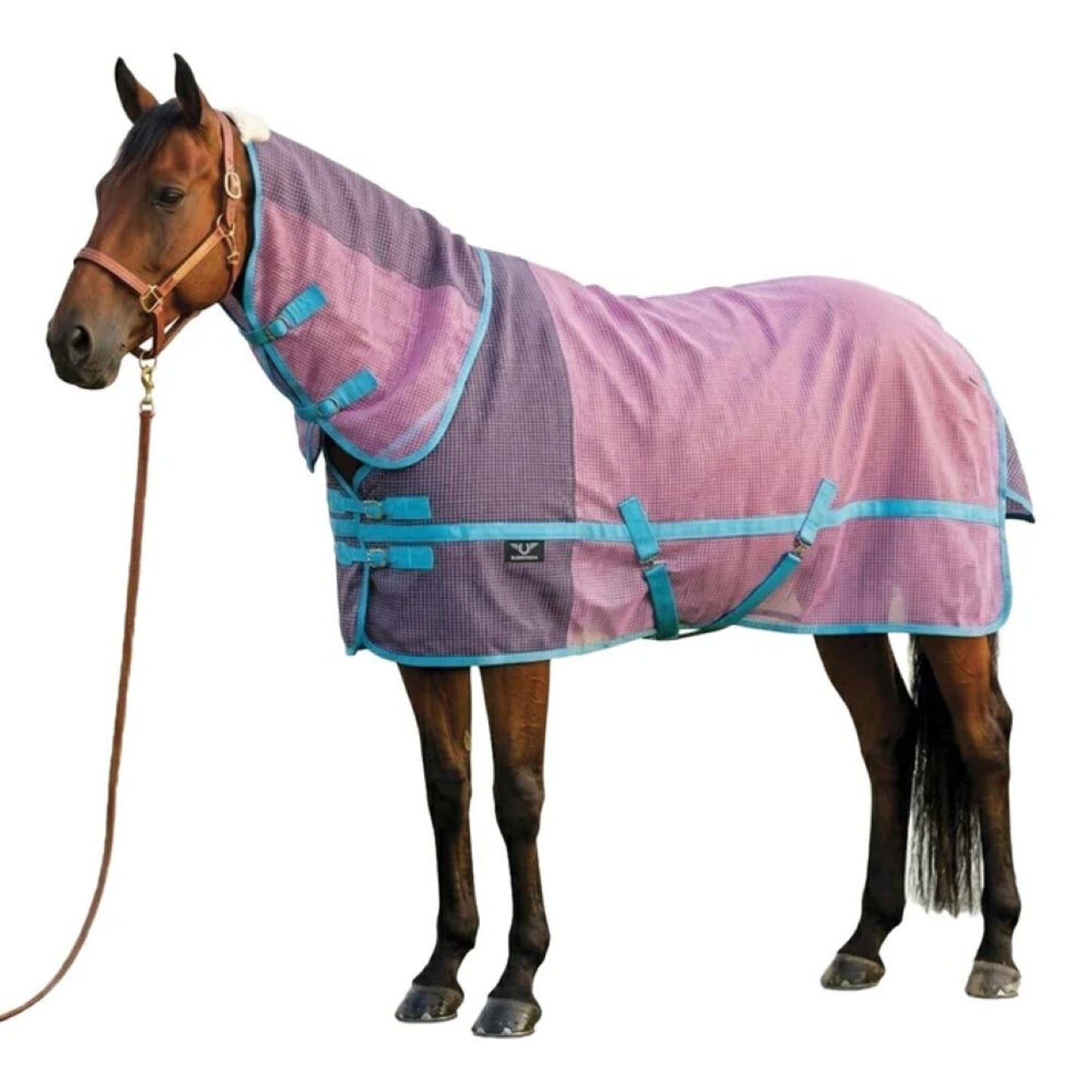 4-500981.jpg