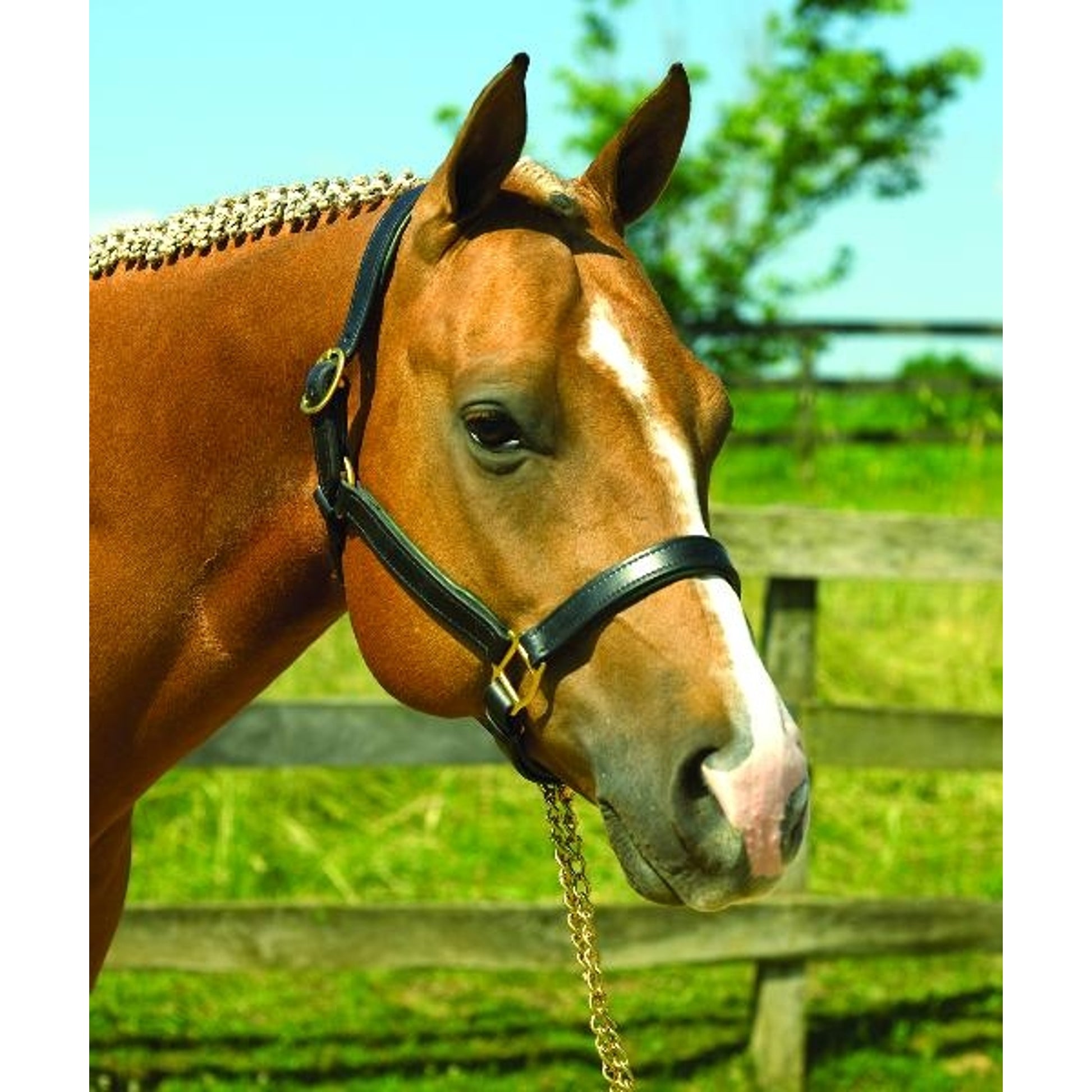 Perri's Soft Padded Leather Halter