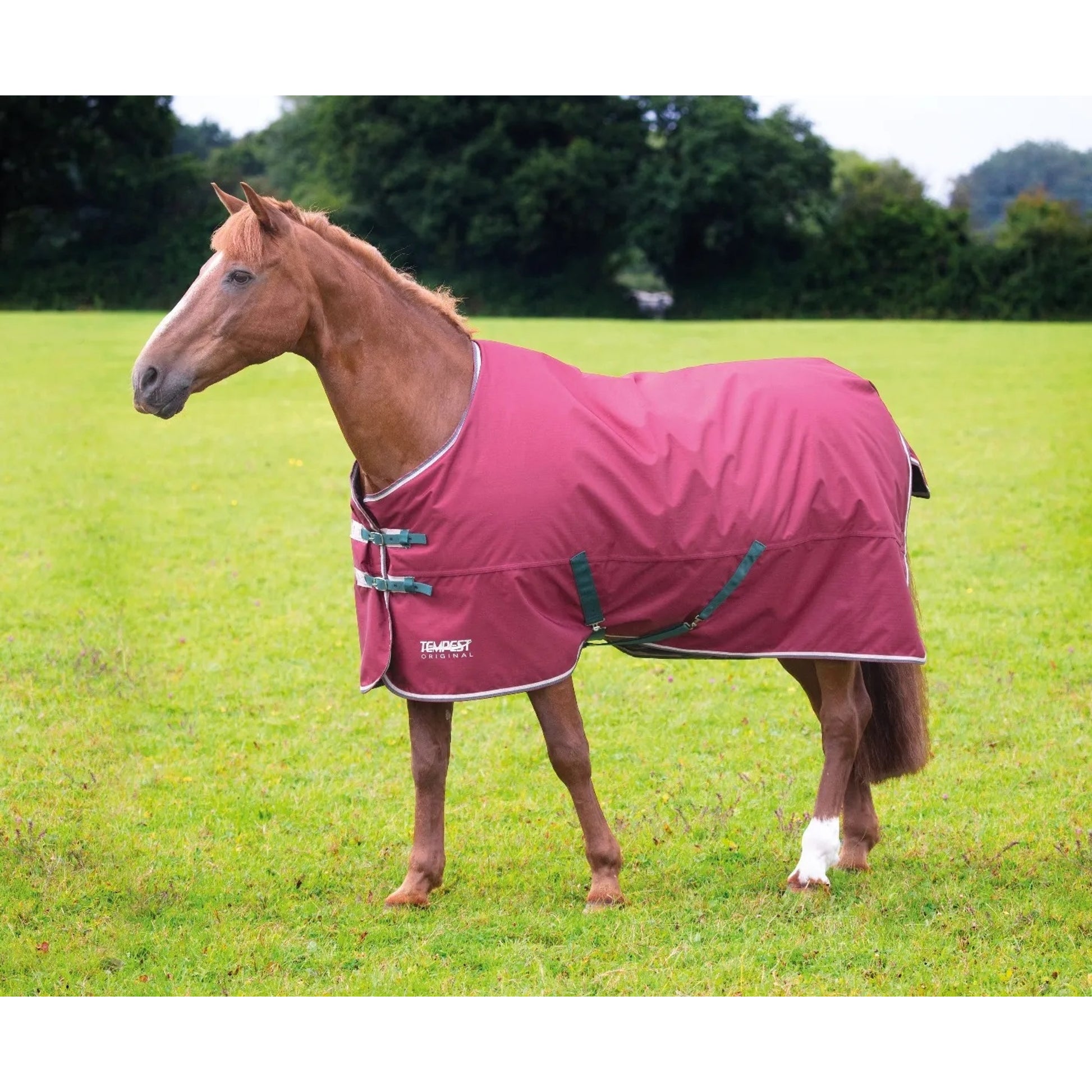 Shires Mini Highlander 200g TO