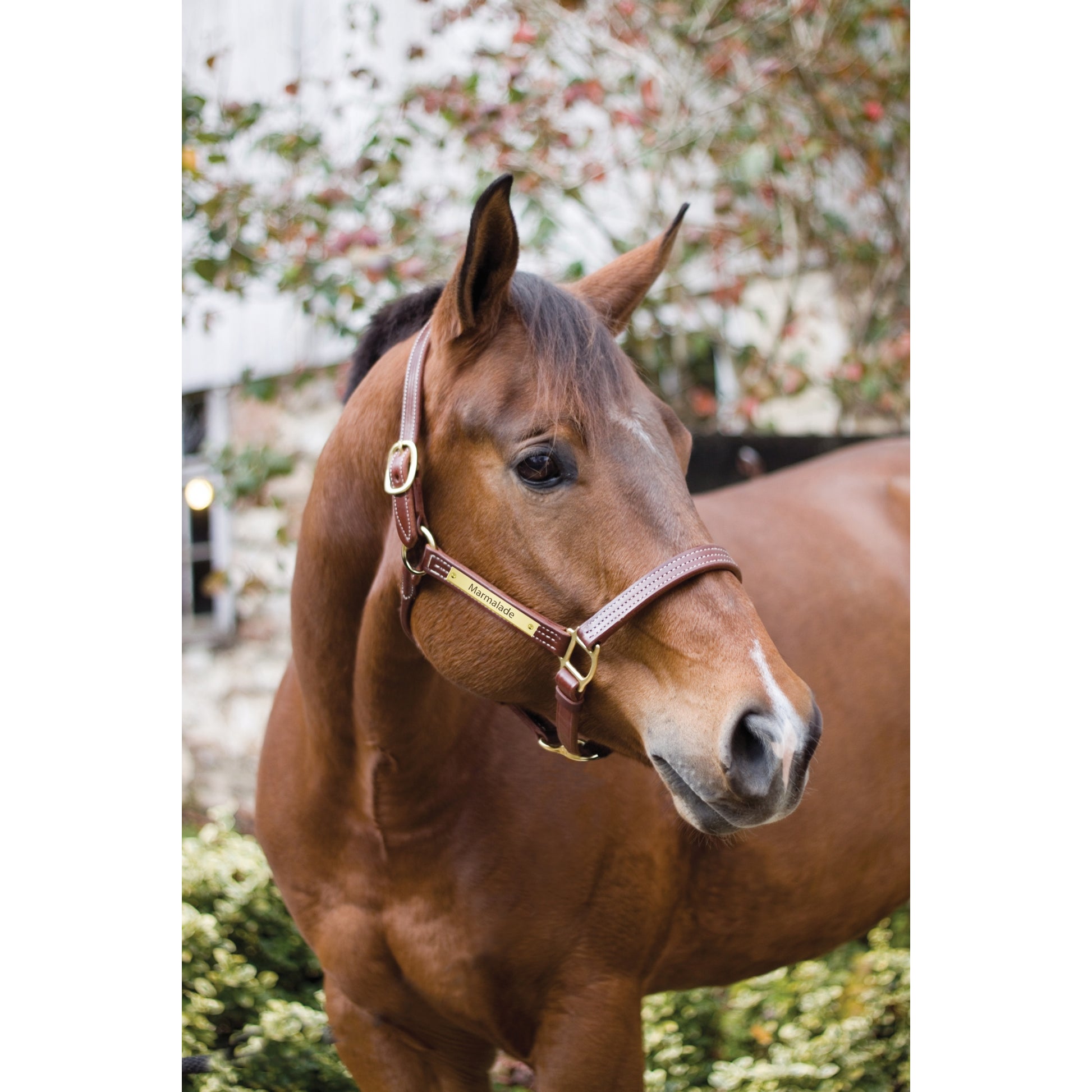 Perri's Personalized Professional Halter