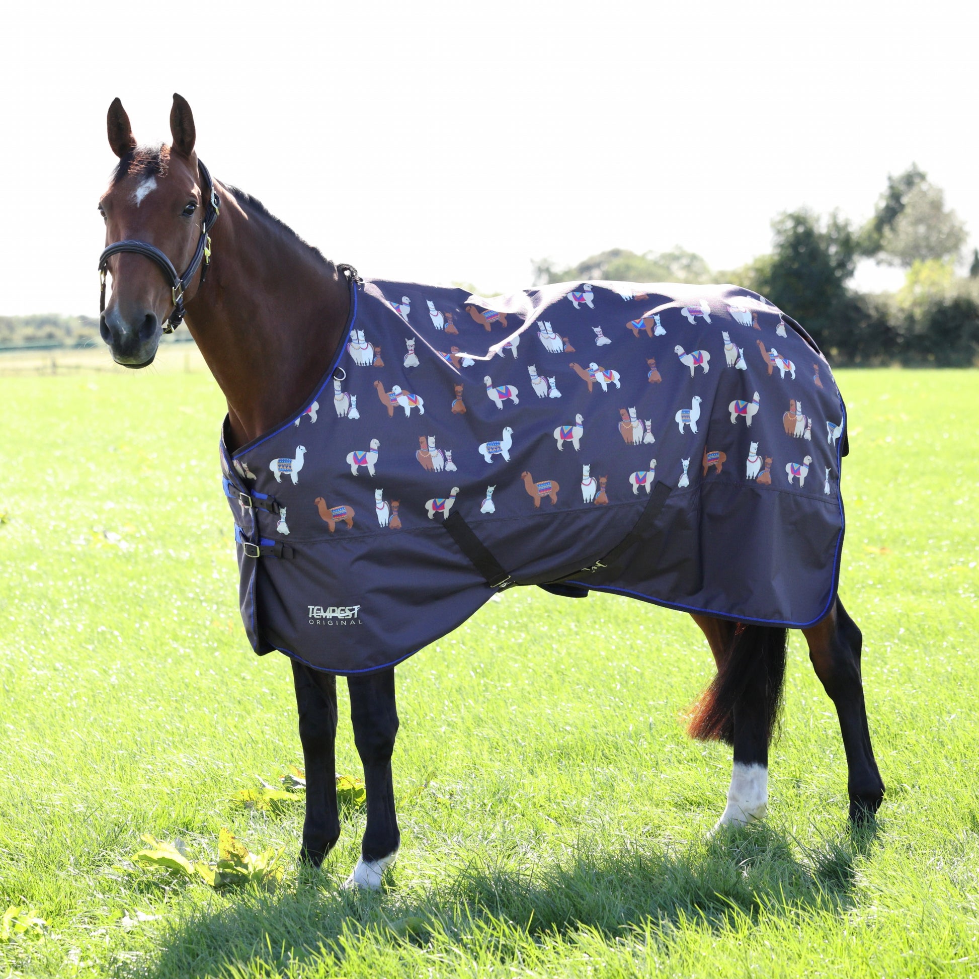 Shires Tempest Original 200g TO
