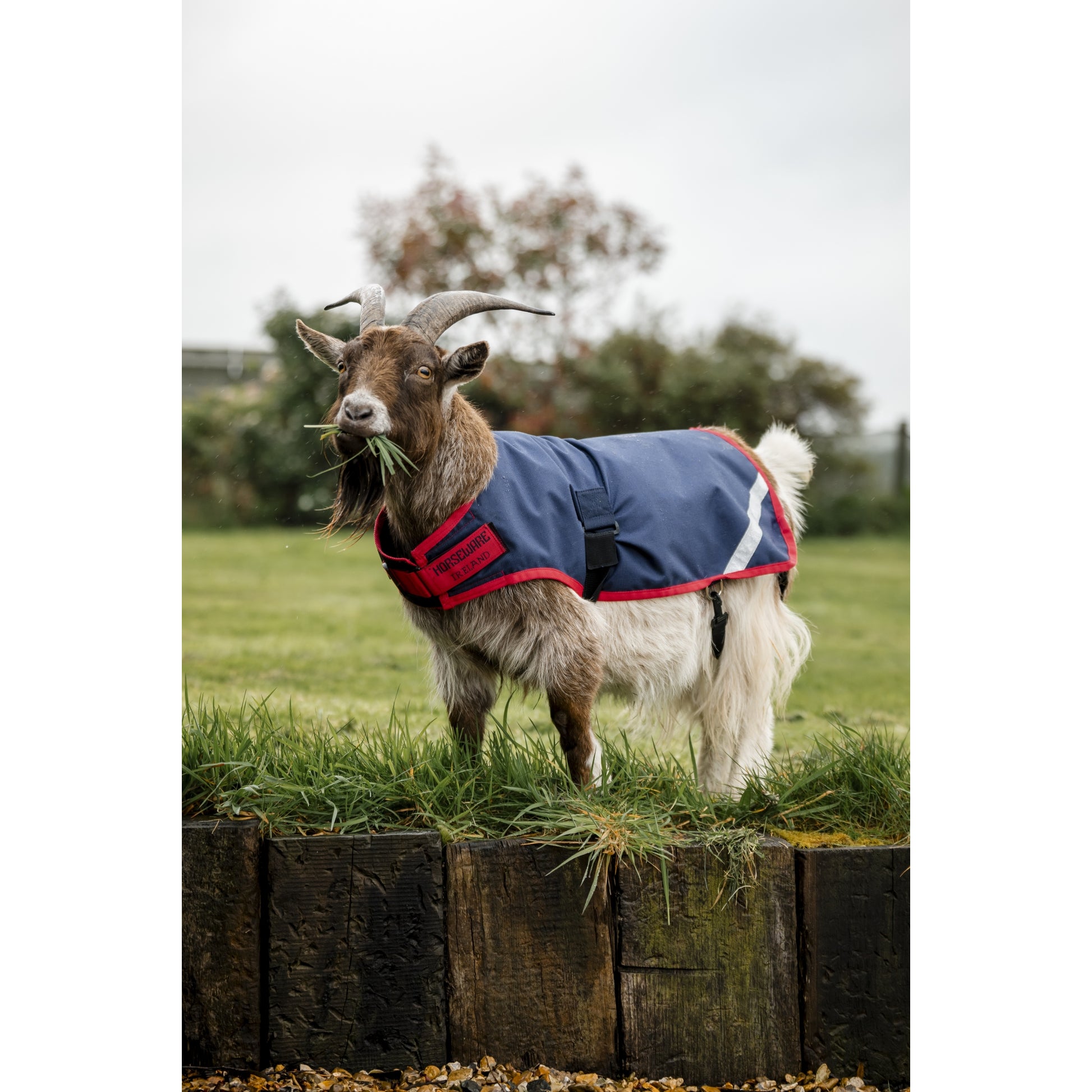 Horseware Goat Coat 200g
