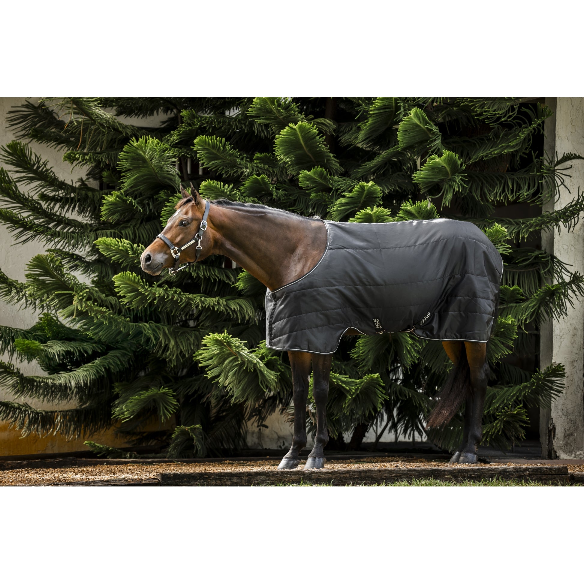 Amigo Quarter Horse Stable 100g
