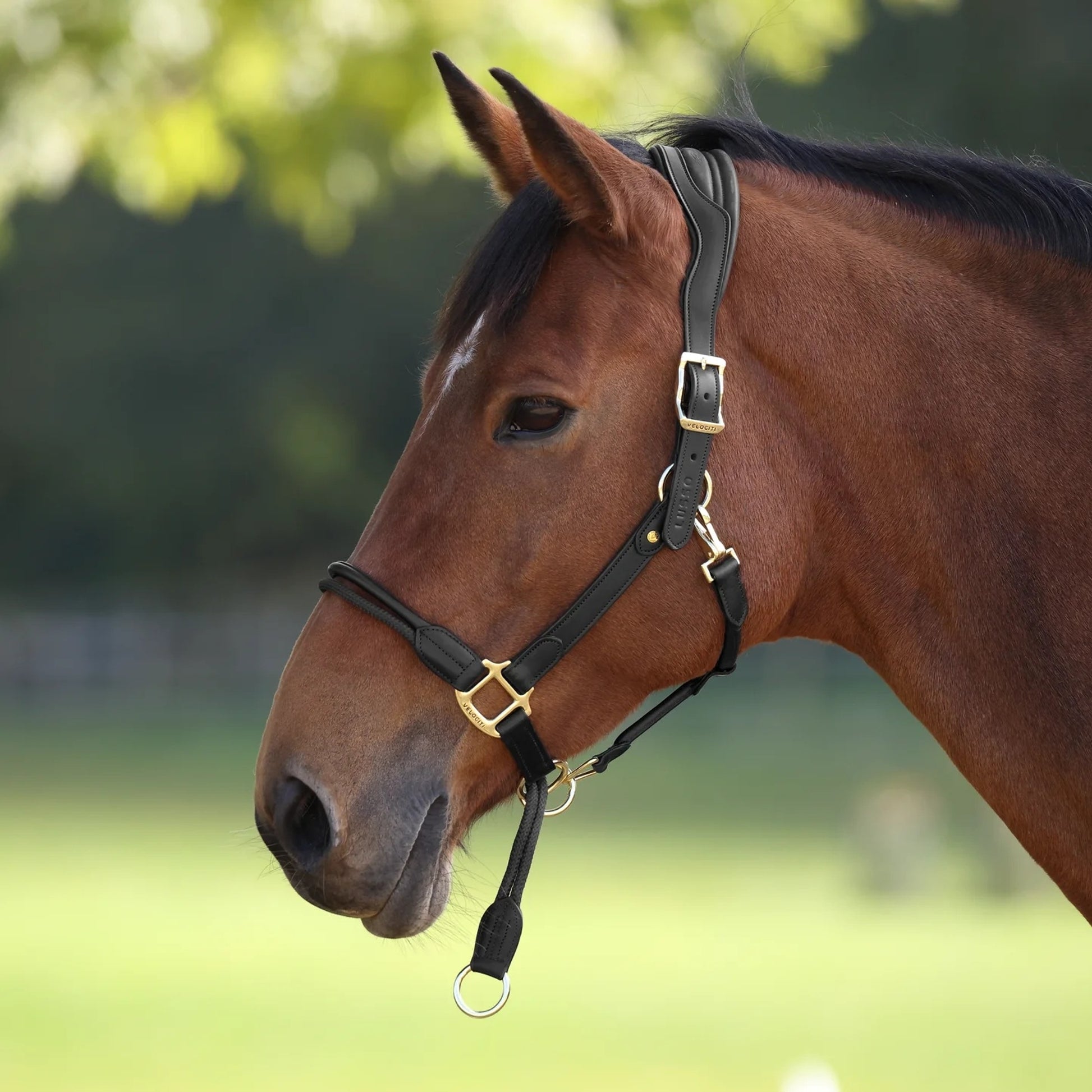 Shires Velociti LUSSO Soria Control Leather Headcollar