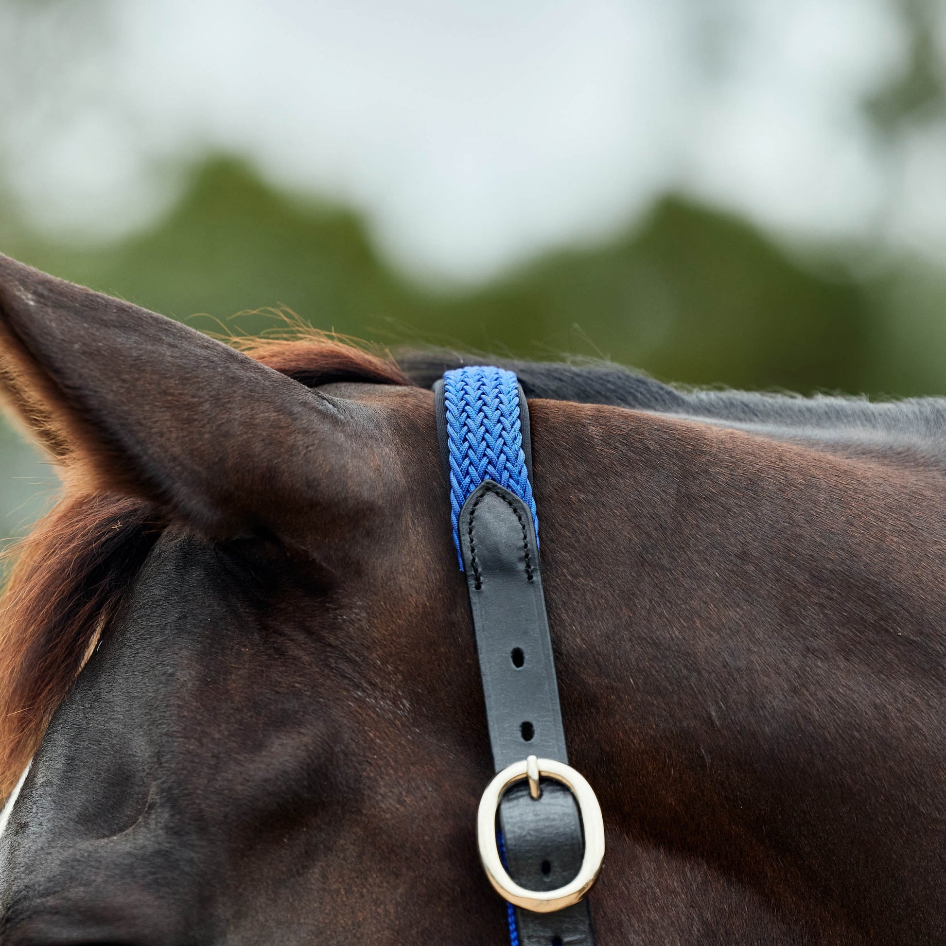 Dublin Braided Leather Headcollar