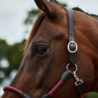 Dublin Leather Rope Headcollar