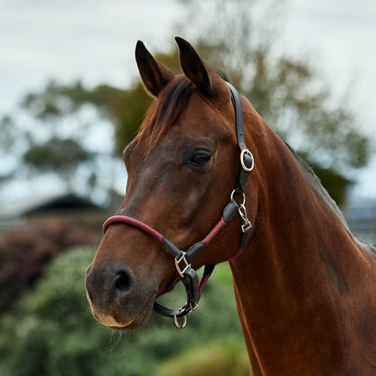 Dublin Leather Rope Headcollar