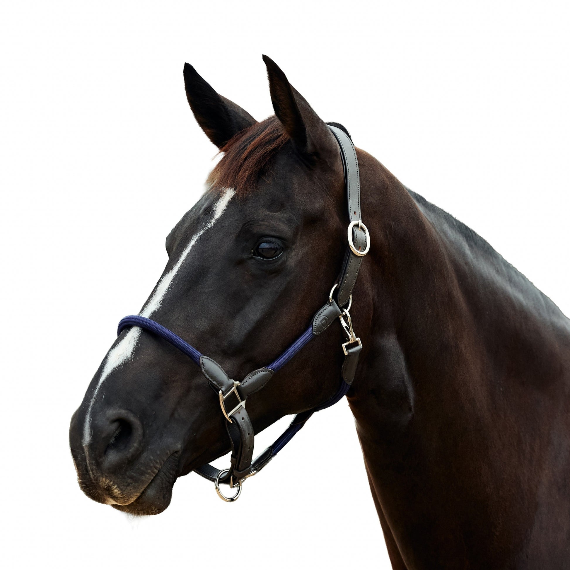 Dublin Leather Rope Headcollar