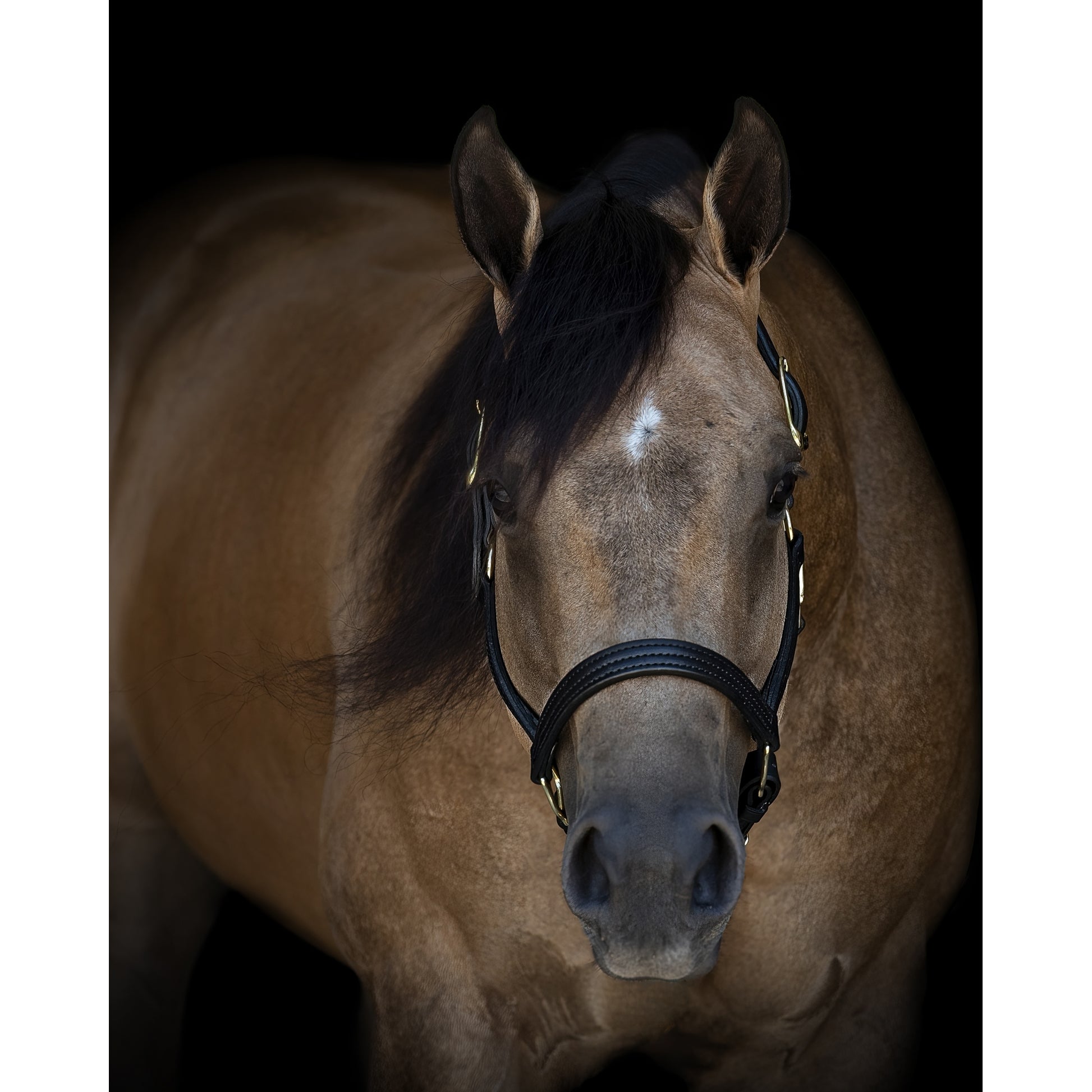 Perris Leather Turnout Halter