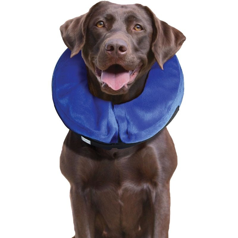 Dog First Aid