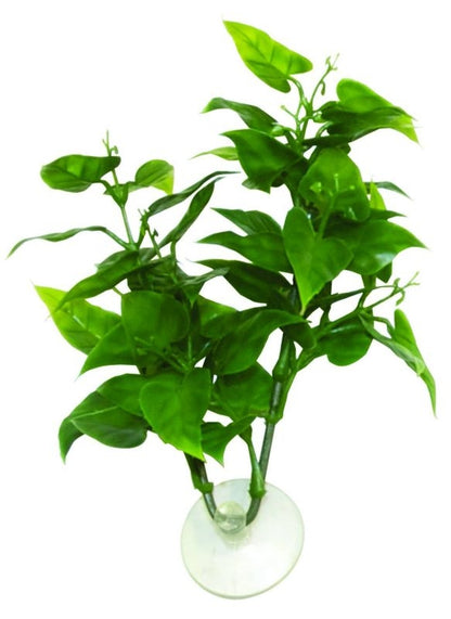 ZooMed Betta Philo Plant