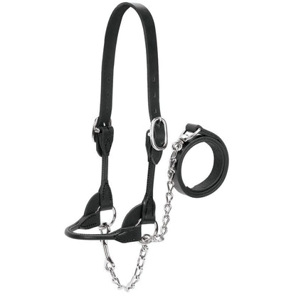 Dairy Beef Rounded Show Halter