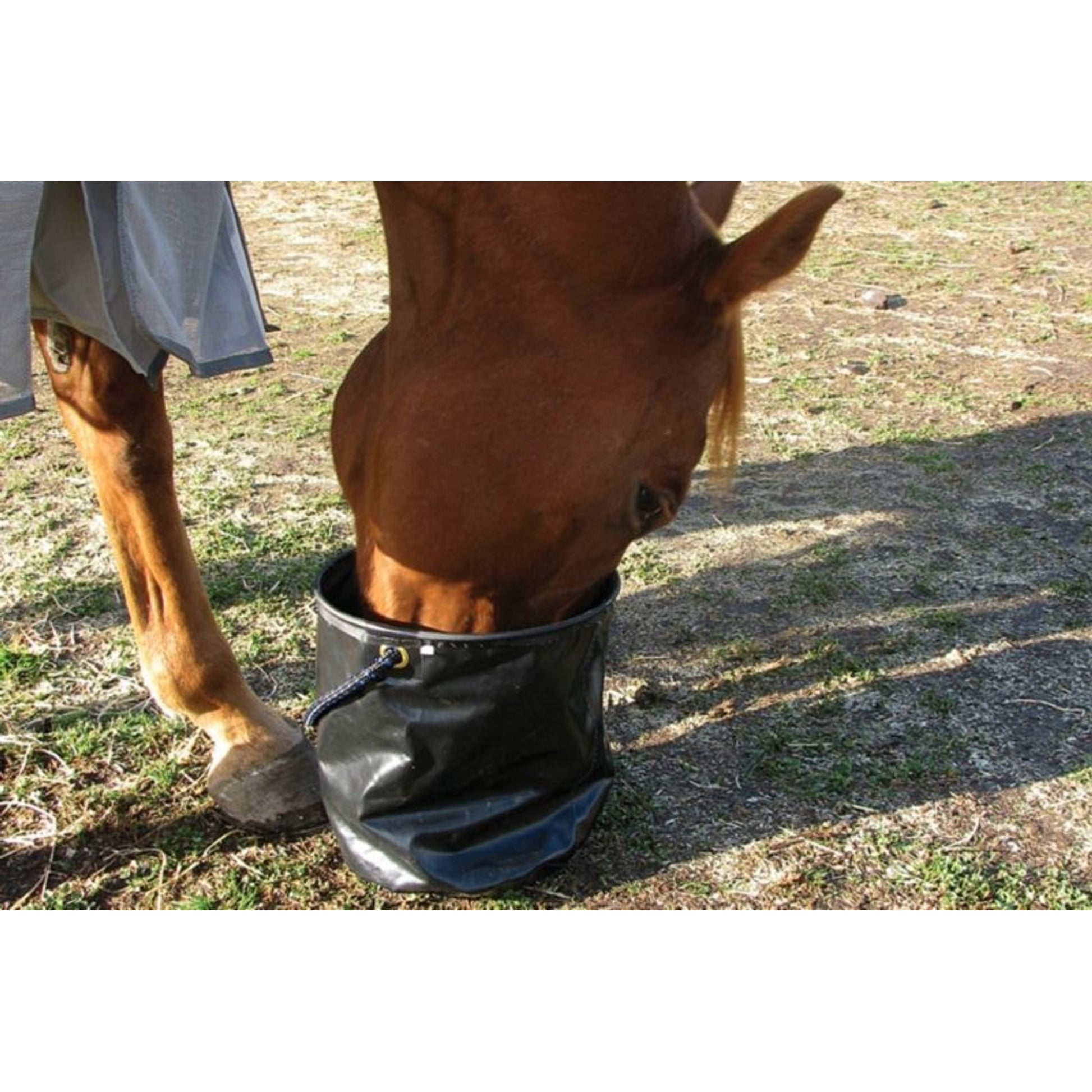 Cashel Collapsible Water Pail