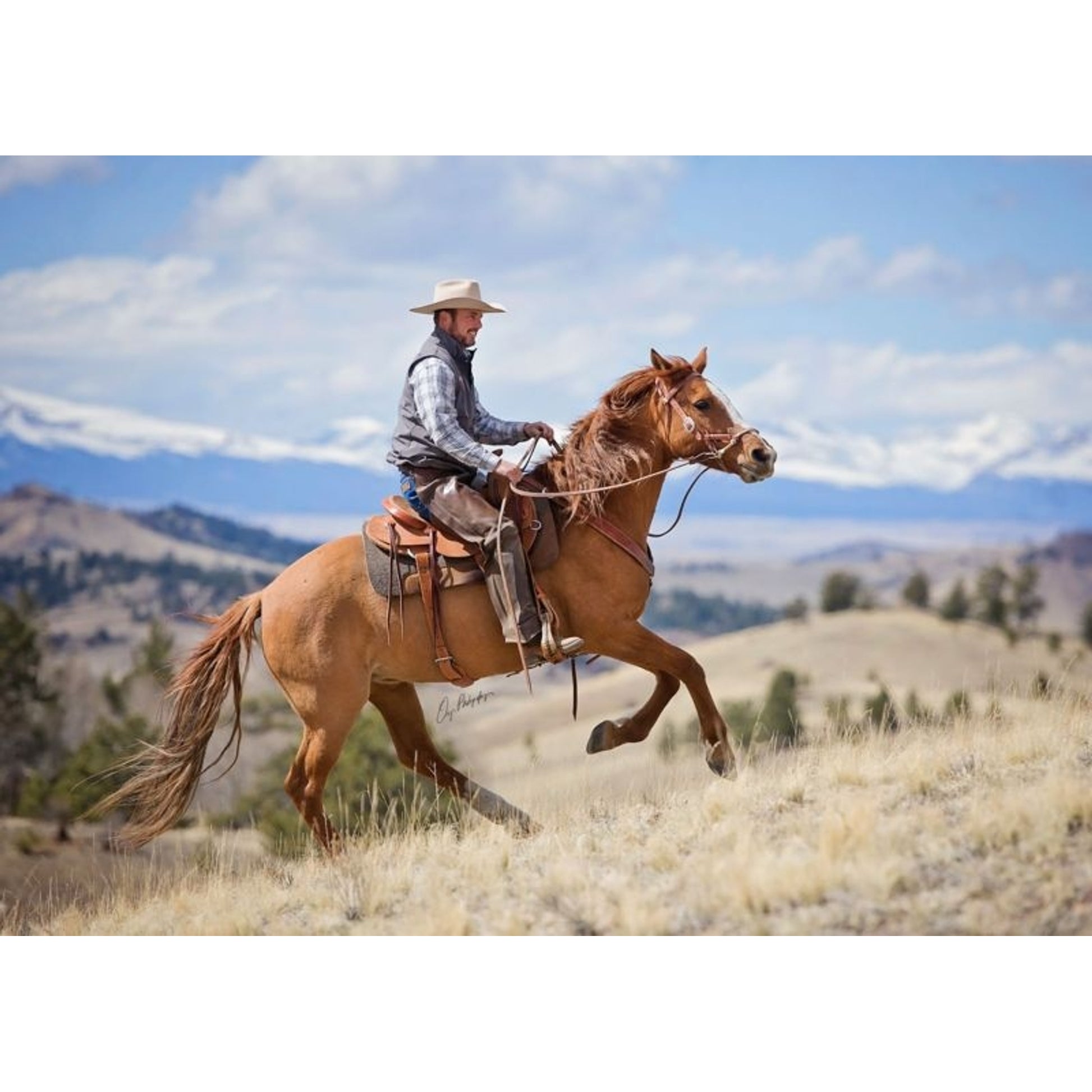 Weaver Justin Dunn Bitless Bridle