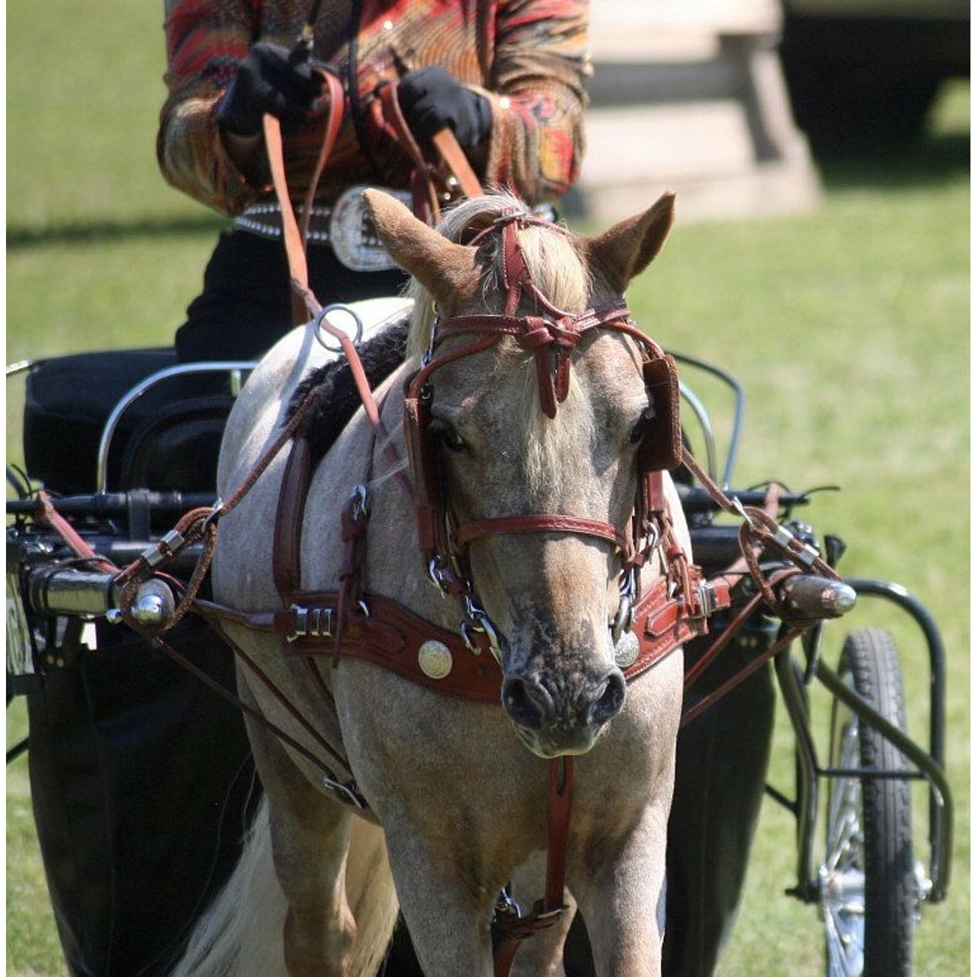 Ozark Min/Pony Western Show Harness