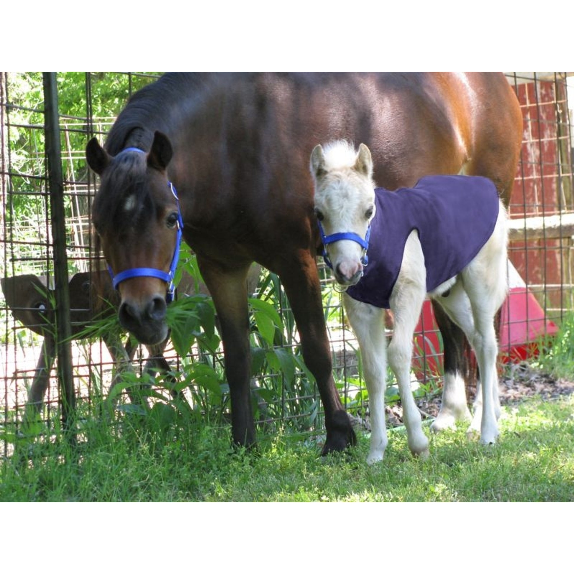 Ozark Mini Polarfleece Foal Jacket