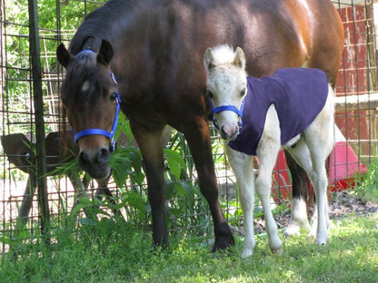 Ozark Mini Polarfleece Foal Jacket