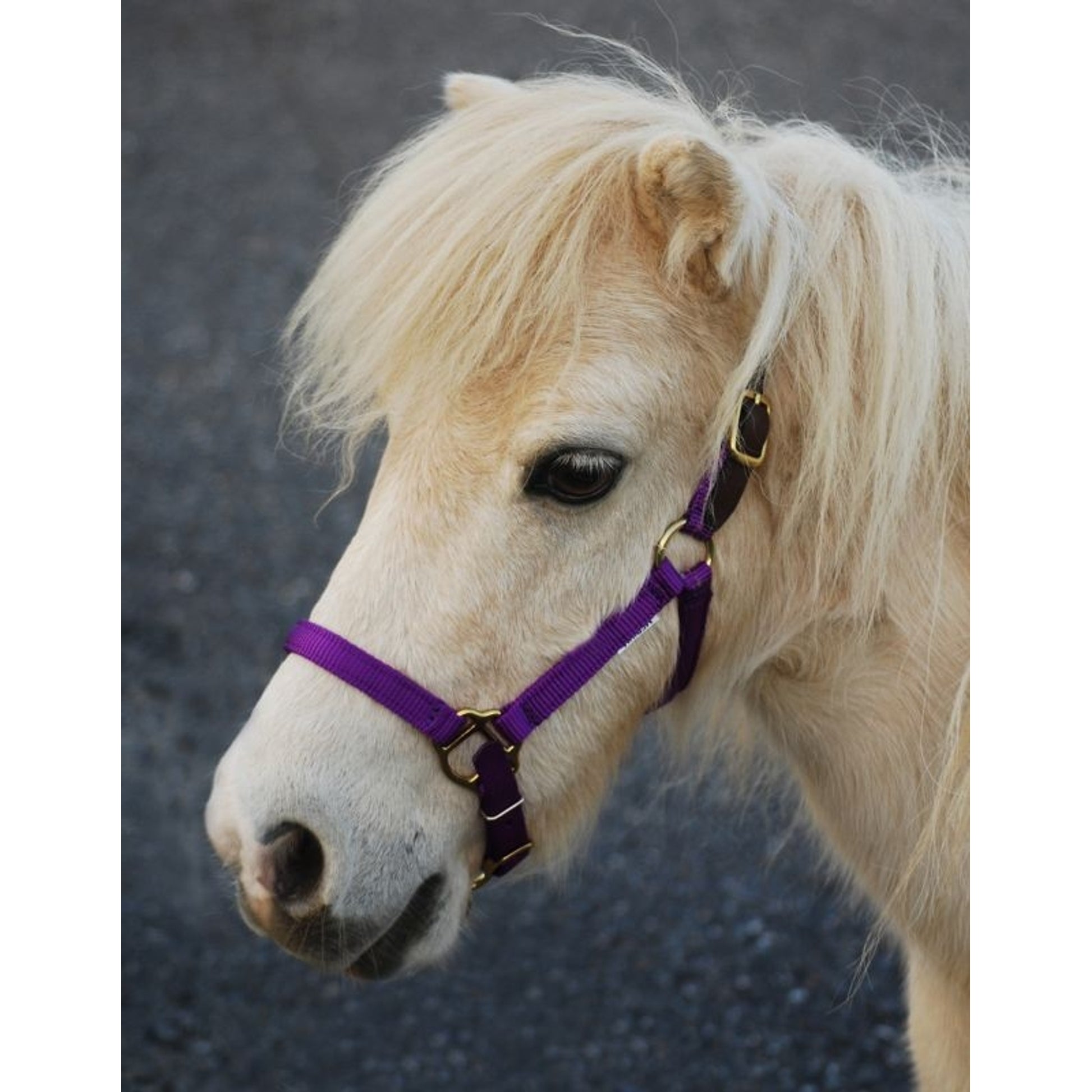 Triple E Nylon Mini Halter with Leather Crown