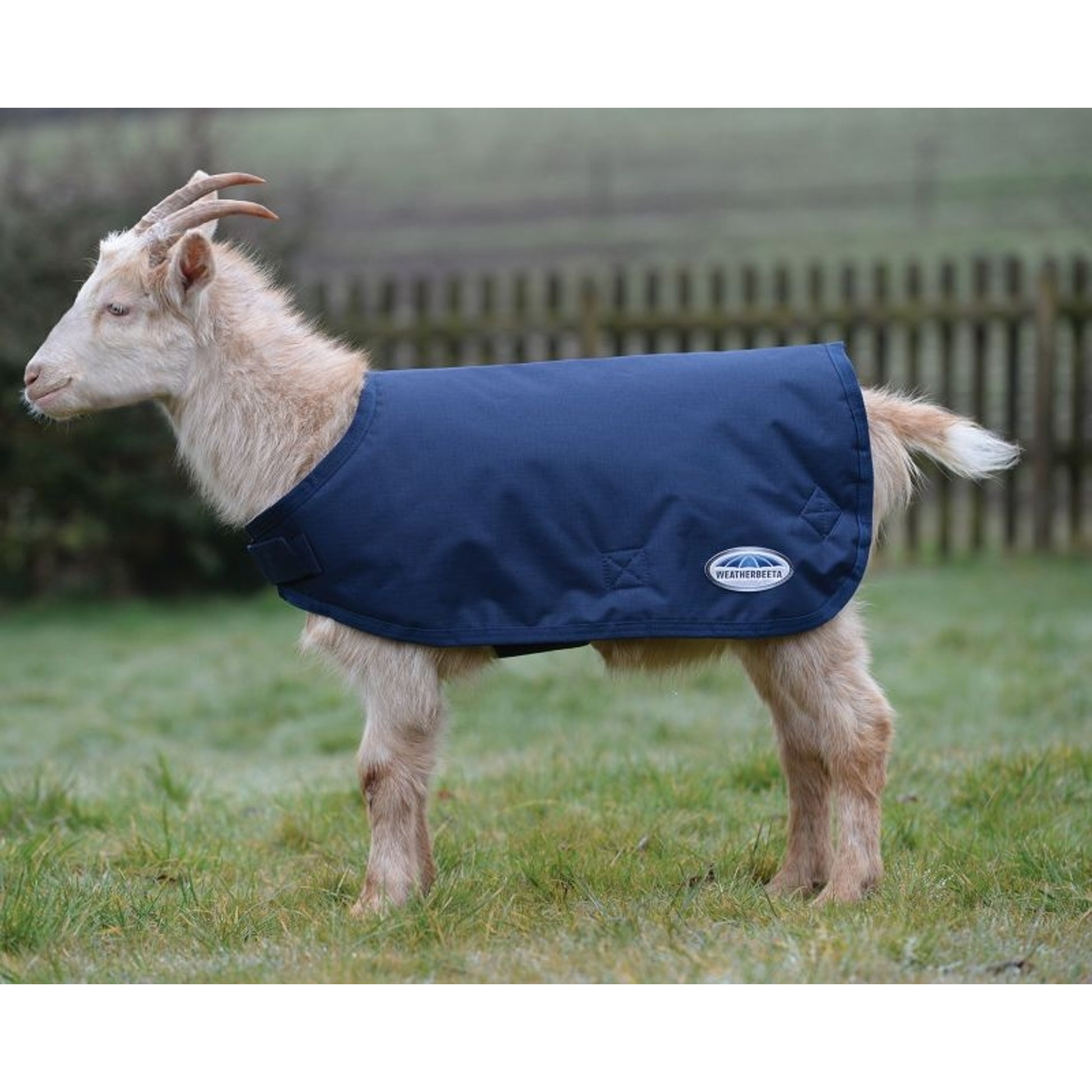Weatherbeeta Goat Coat