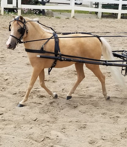Ozark Mini/Pony Leather Harness
