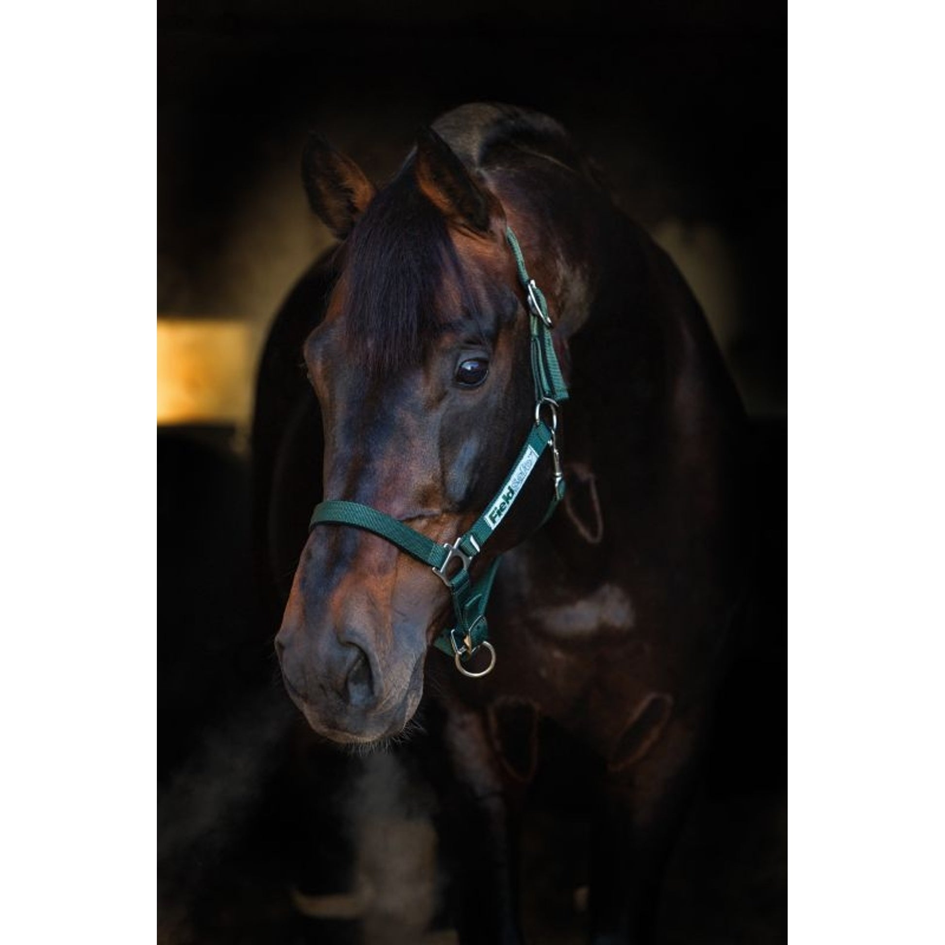 Rambo FIELDSAFE Safety Halter