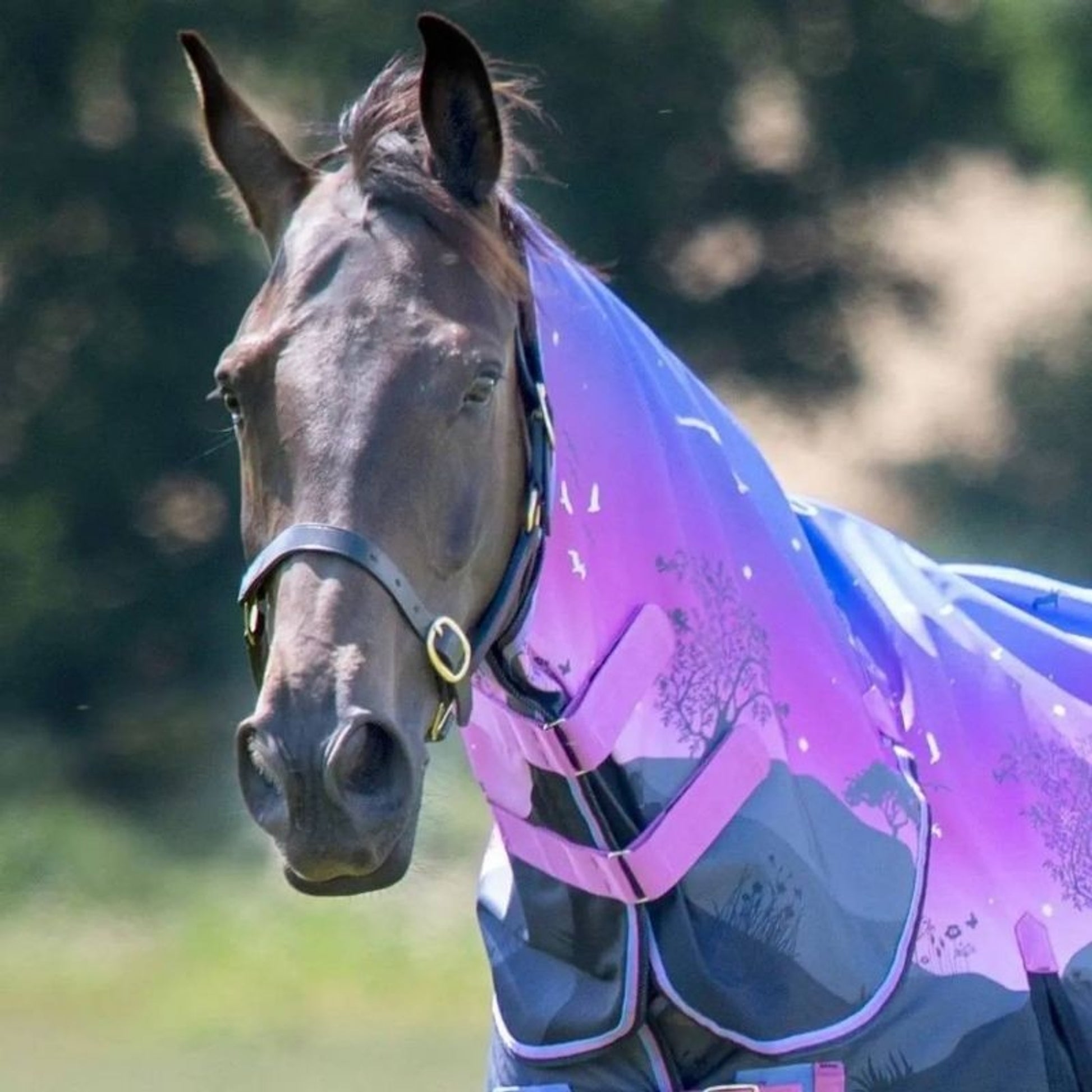 Shires Tempest Org Lite Hood