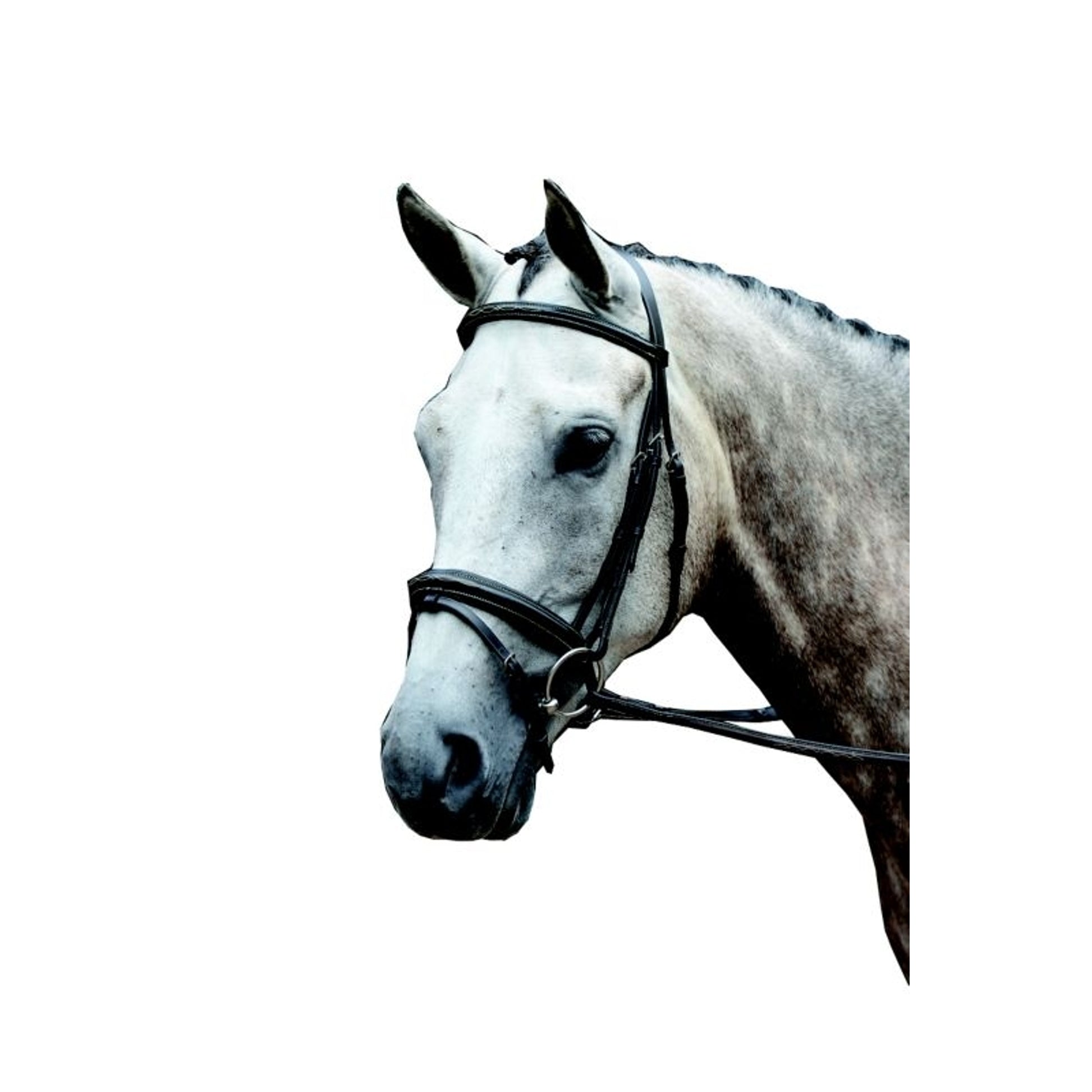 Collegiate Essential Fancy Flash Bridle