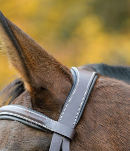 Shires Avignon Ocala Bridle