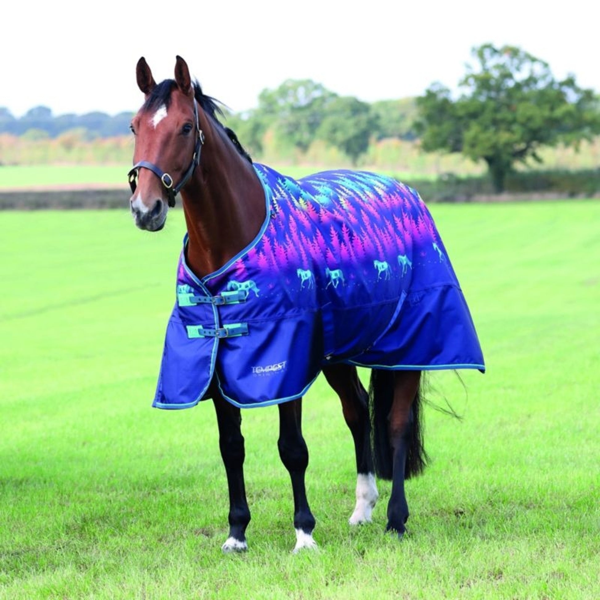 Shires Tempest Original Lite TO