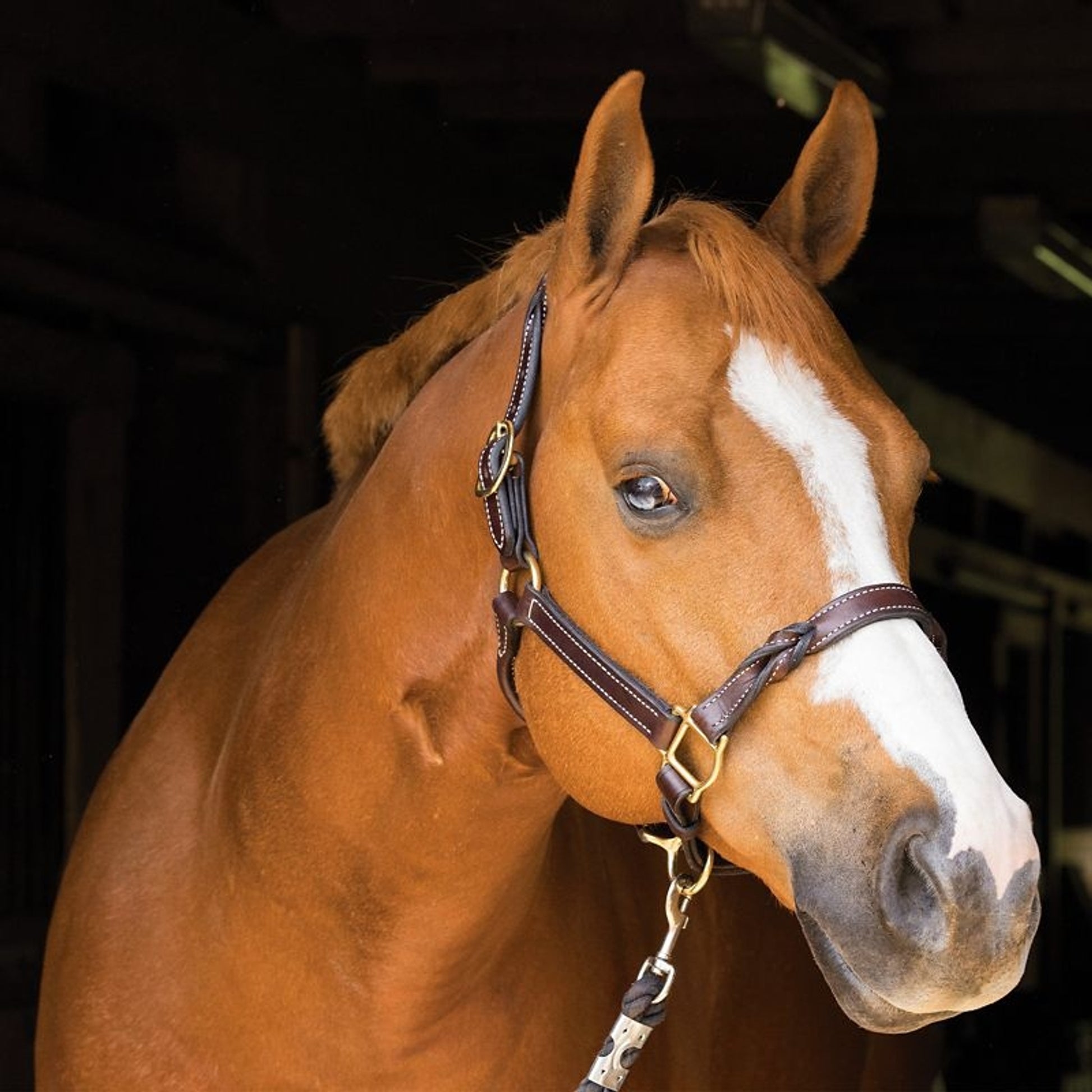 Perris Havana Twisted Leather Halter