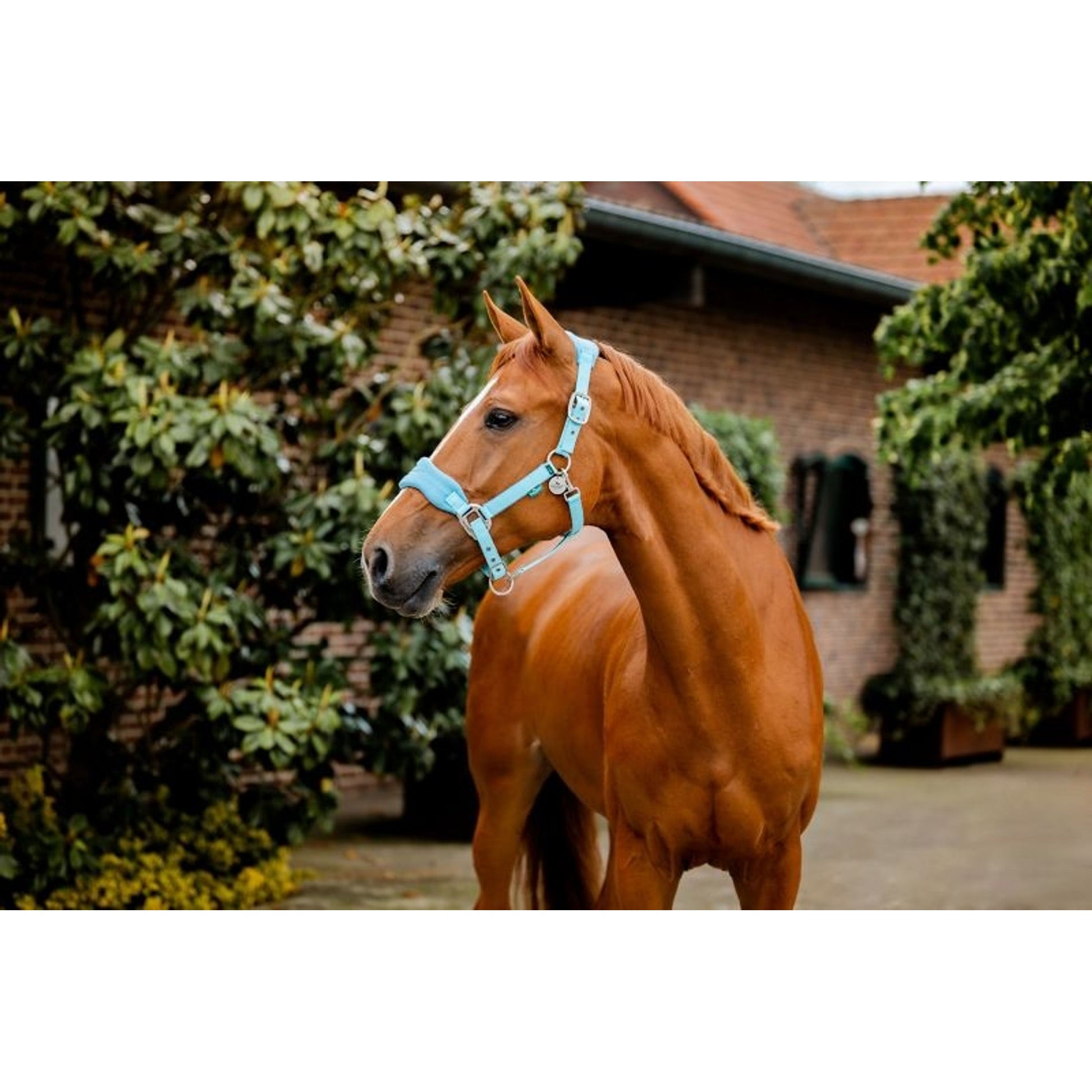 Horseware Sig Grooming Halter