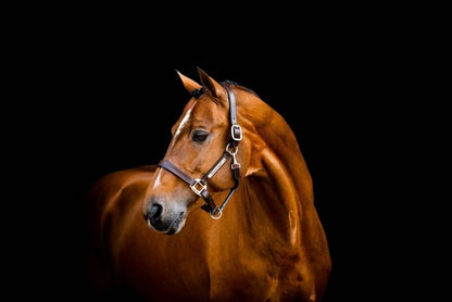 Horseware Signature Leather Halter