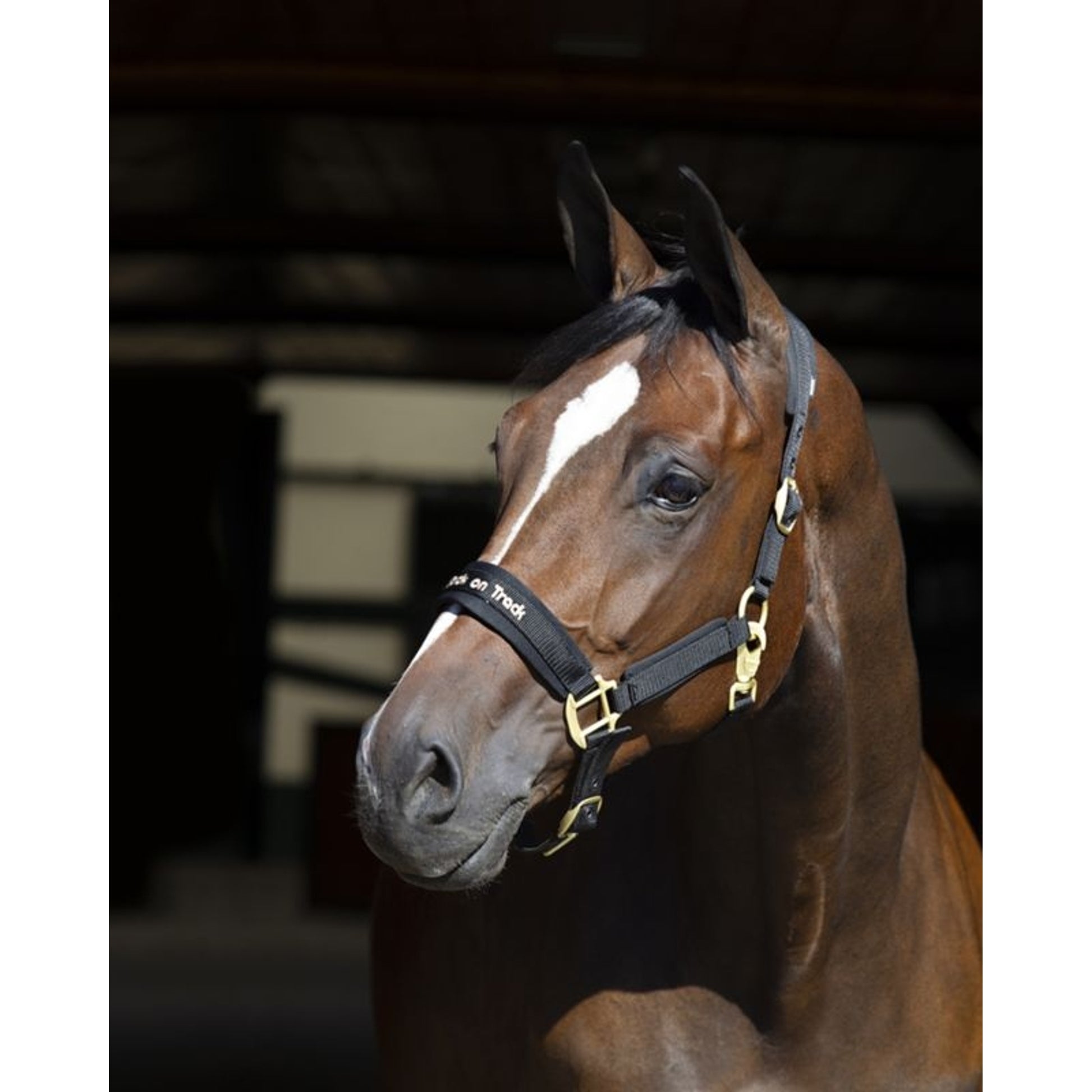 Back on Track Werano Halter