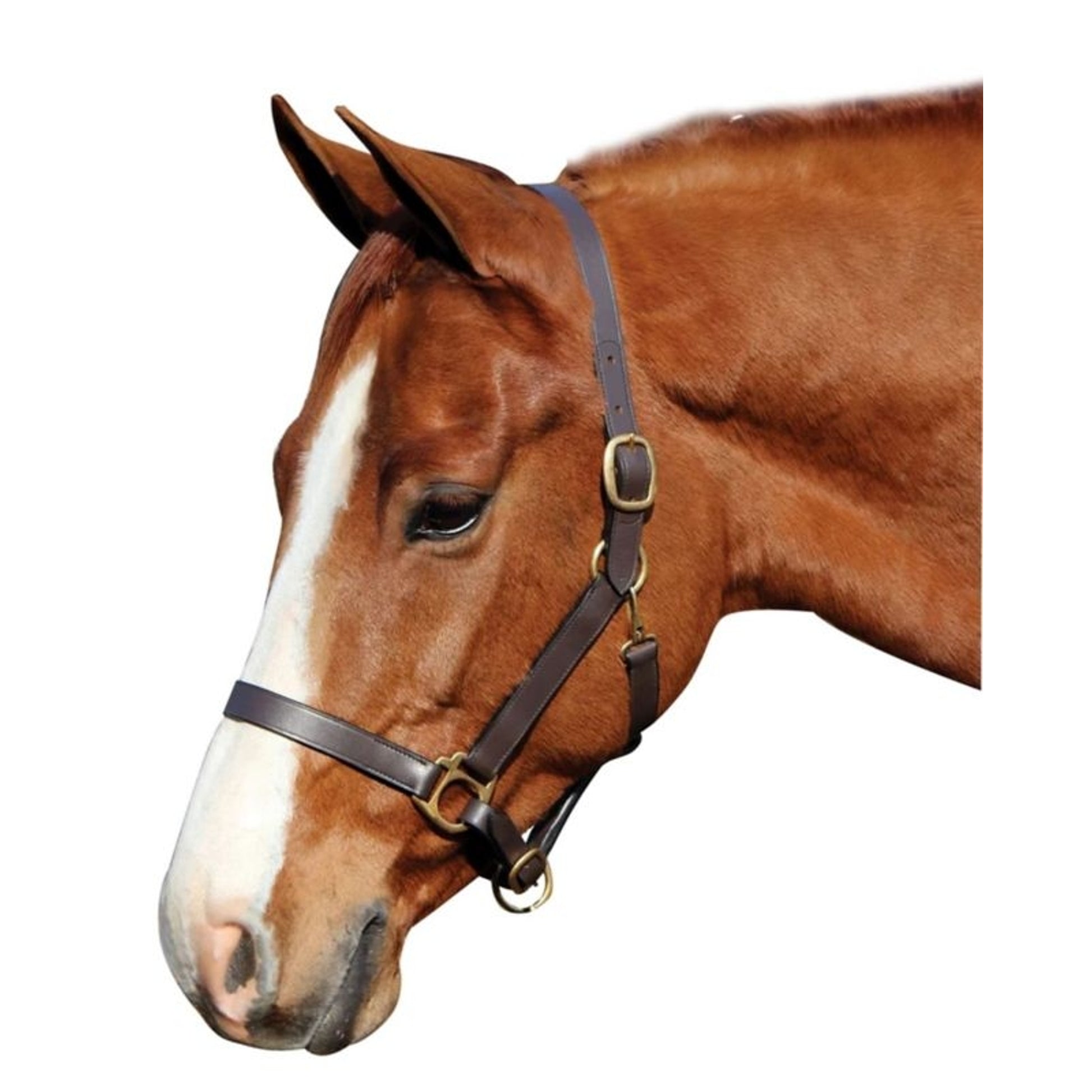 Advantage Leather Halter/Comfort Padding Cob Brn