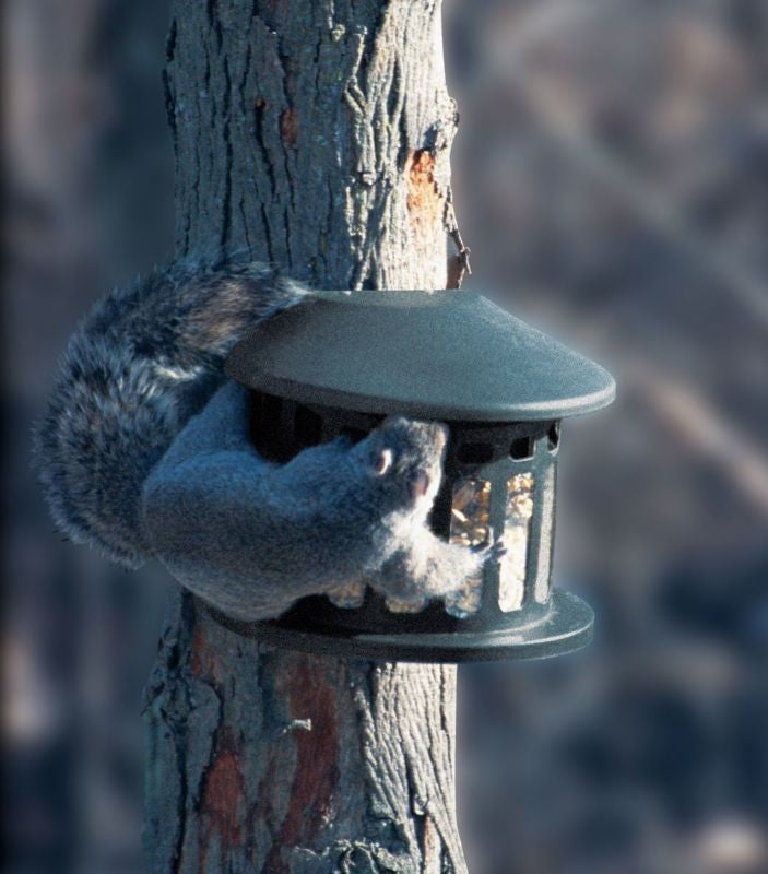 Heritage Corn Peanut Squirrel Feeder