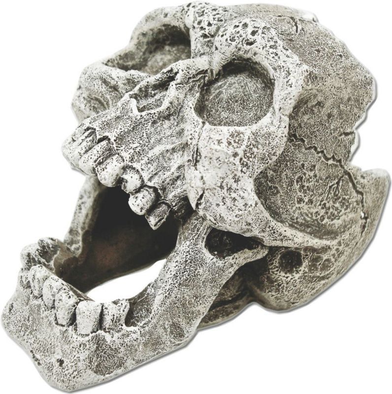 Exotic Environments Cracked Human Skull Pet Supplies