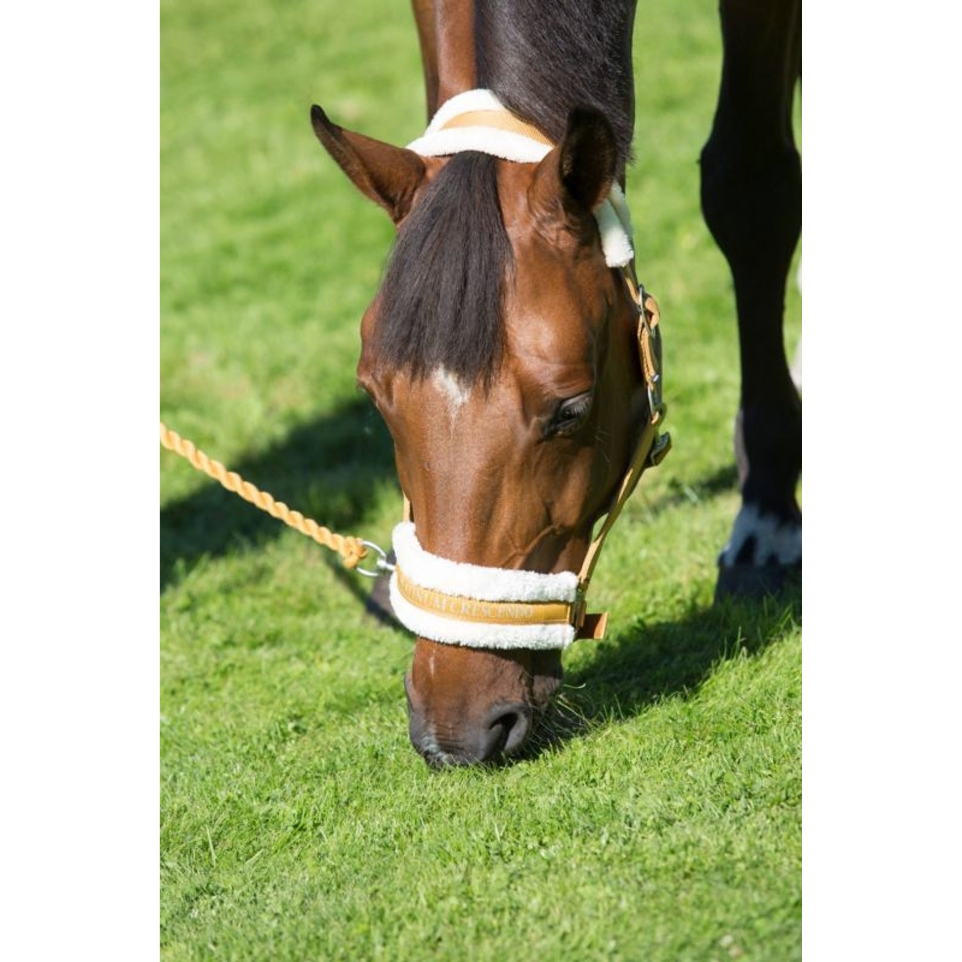 Horze Howard Halter