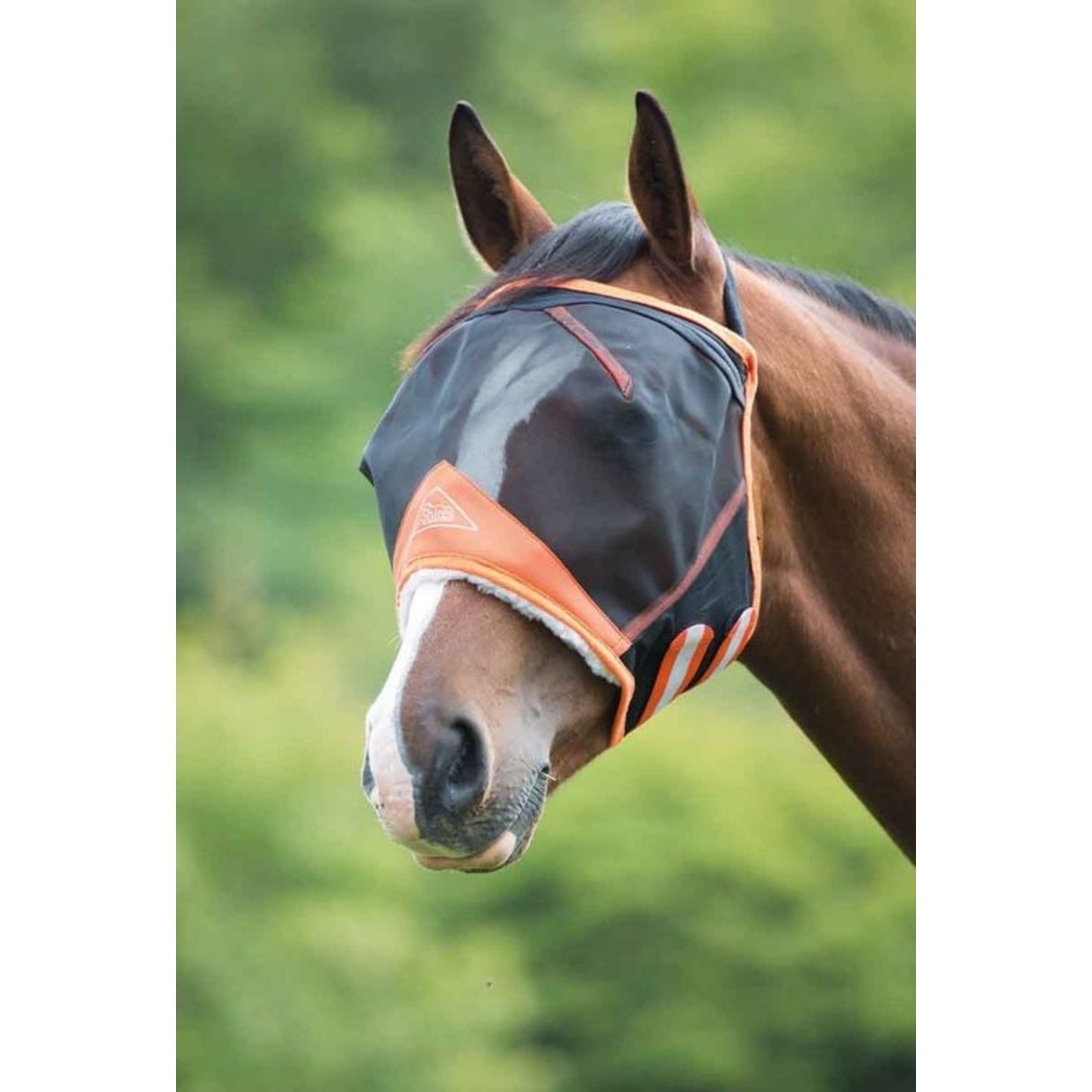 TH1504415.jpg