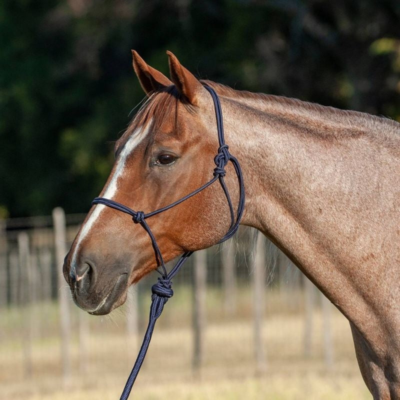 Classic Equine Econo Rope Halter and 8-foot Leadro