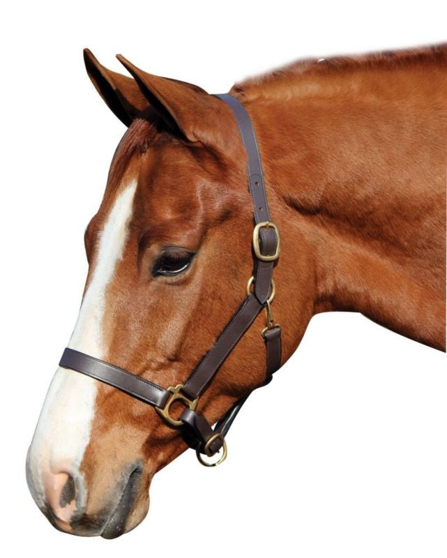 Advantage Leather Halter/ Comfort Padding Horse Br