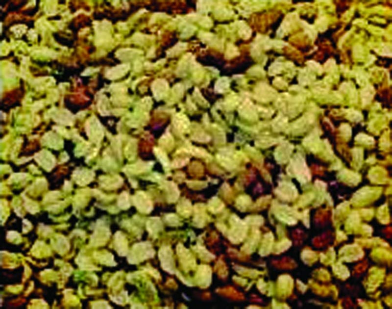 Bird Food