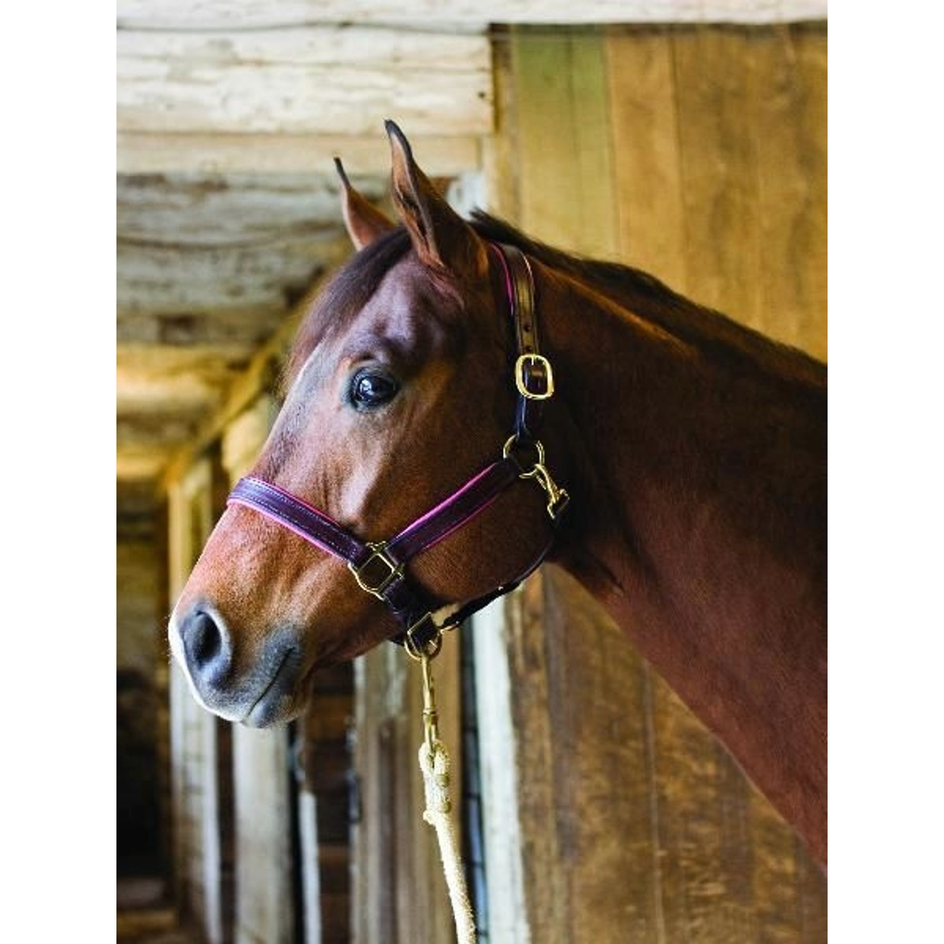 Perri's Soft Padded Leather Halter