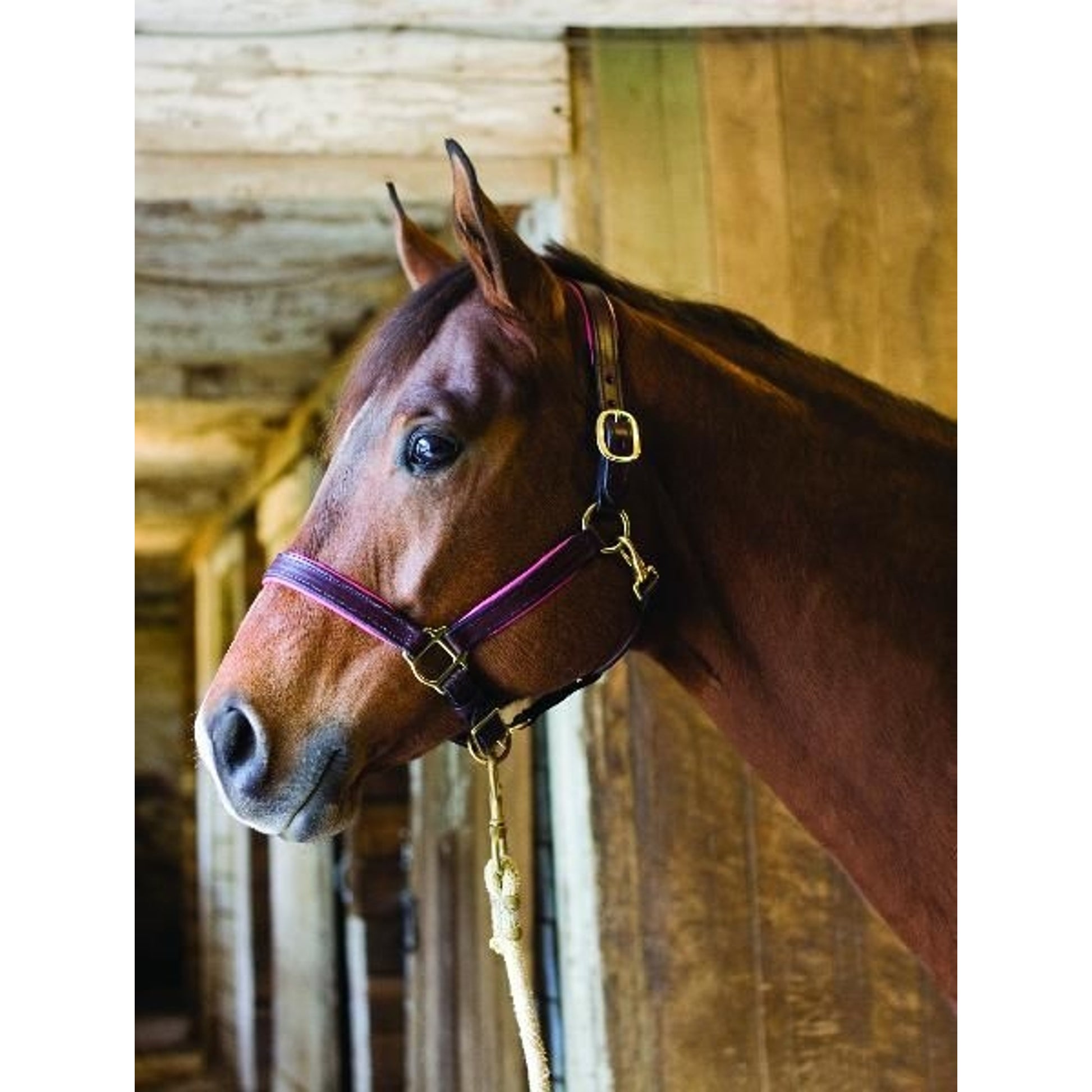 Perri's Soft Padded Leather Halter