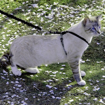 Kitty Harness/Leash Medium Lilac