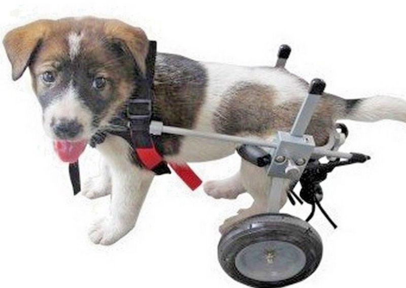 Best Friend Mobility Elite Dog Wheelchair