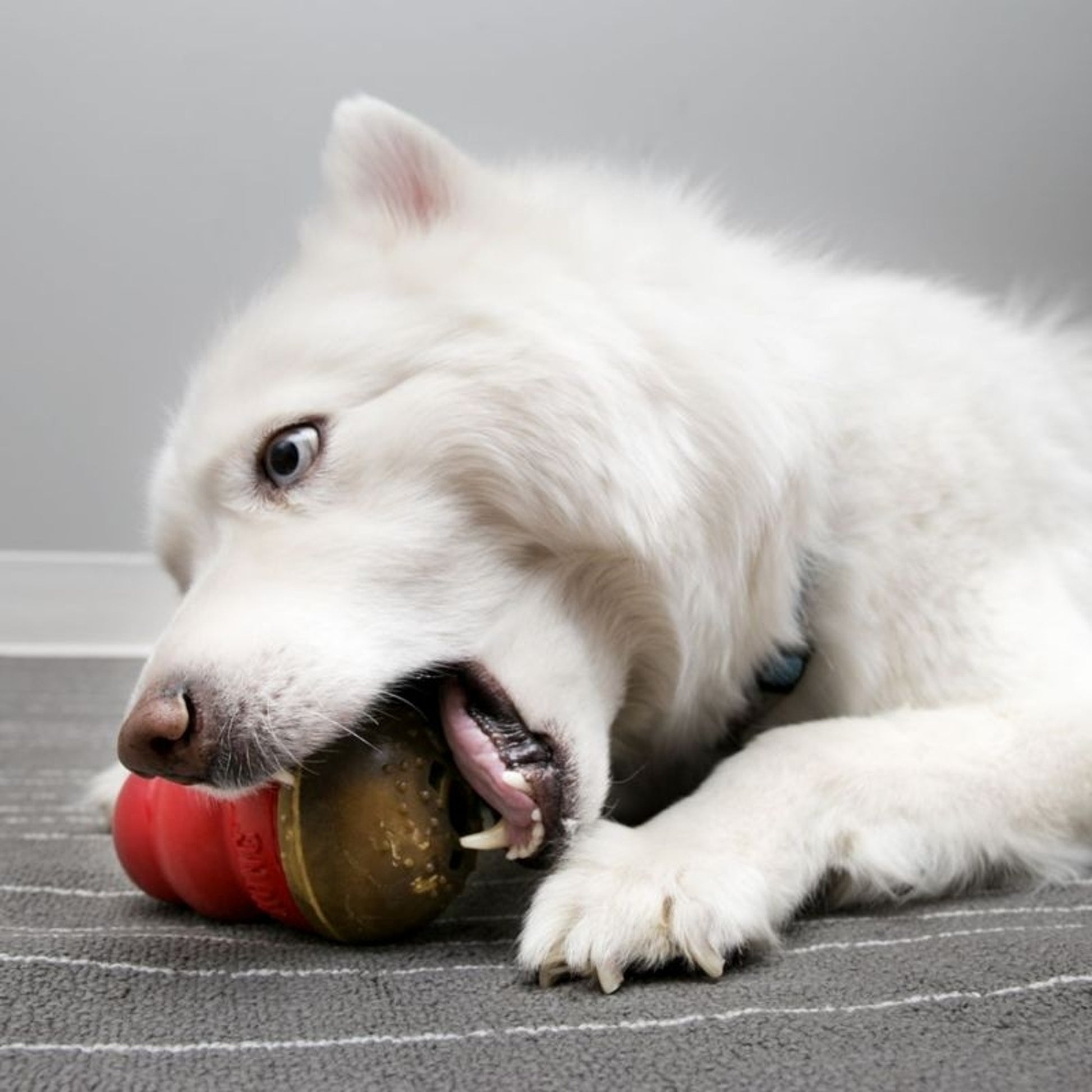 KONG Marathon Dog Treat 2pk