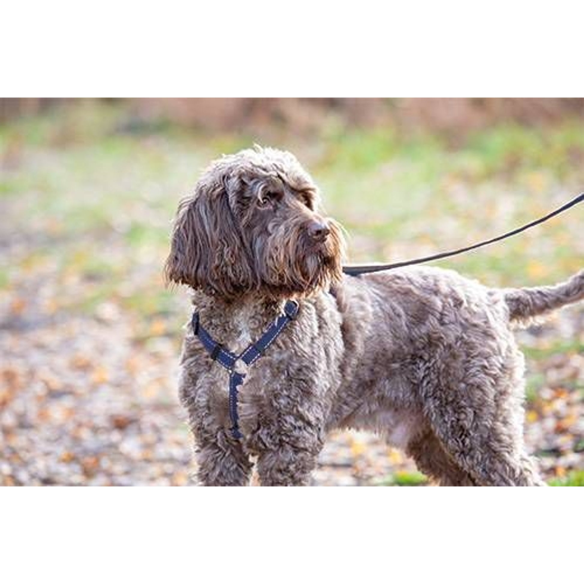 Shires Digby Fox Webbing Dog Harness