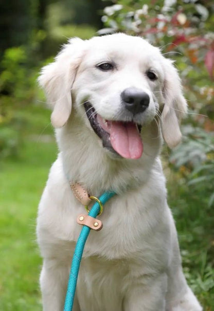 Shires Digby Reflective Slip Dog Lead