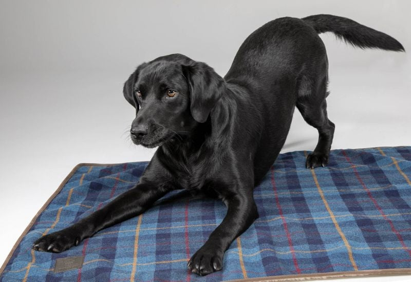Dog Blankets & Funiture Covers