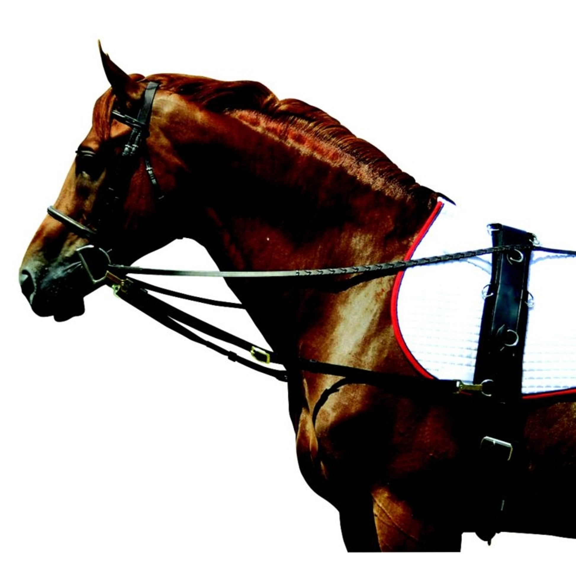 Professional Neoprene Surcingle for Ground Driving